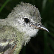 Southern Beardless Tyrannulet