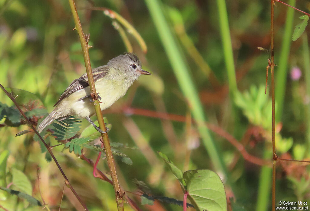 Southern Beardless Tyrannuletadult