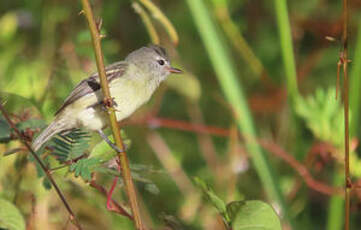 Tyranneau passegris