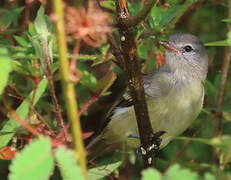 Southern Beardless Tyrannulet