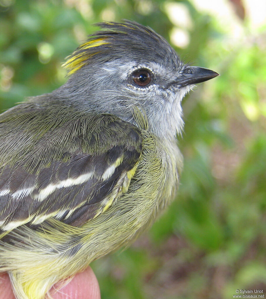 Yellow-crowned Tyrannulet