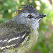 Yellow-crowned Tyrannulet