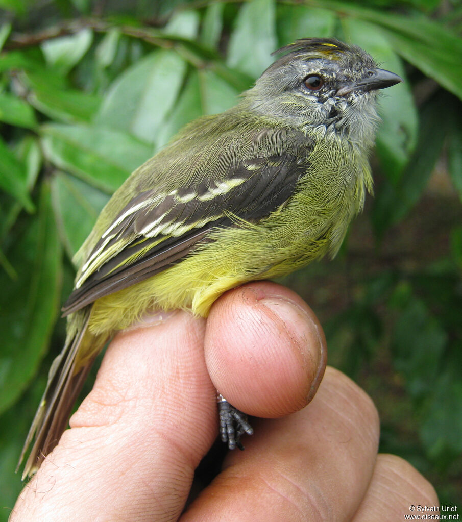 Yellow-crowned Tyrannulet