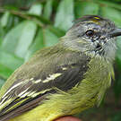 Tyranneau roitelet