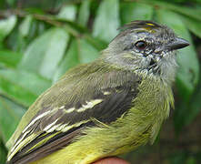 Yellow-crowned Tyrannulet