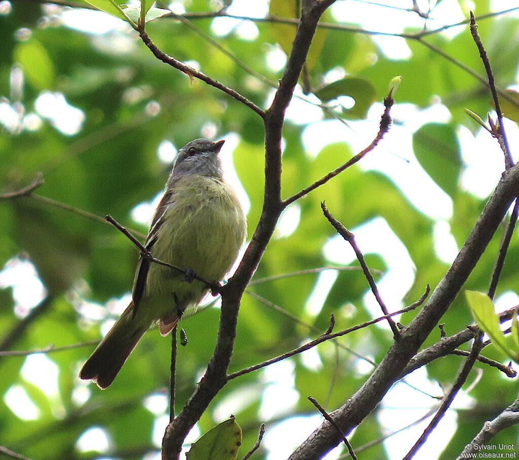 Yellow-crowned Tyrannuletadult