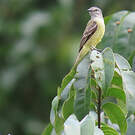 Tyranneau roitelet
