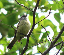 Yellow-crowned Tyrannulet