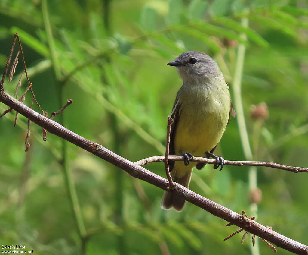 Yellow-crowned Tyrannuletadult, close-up portrait