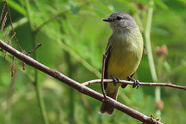 Yellow-crowned Tyrannulet