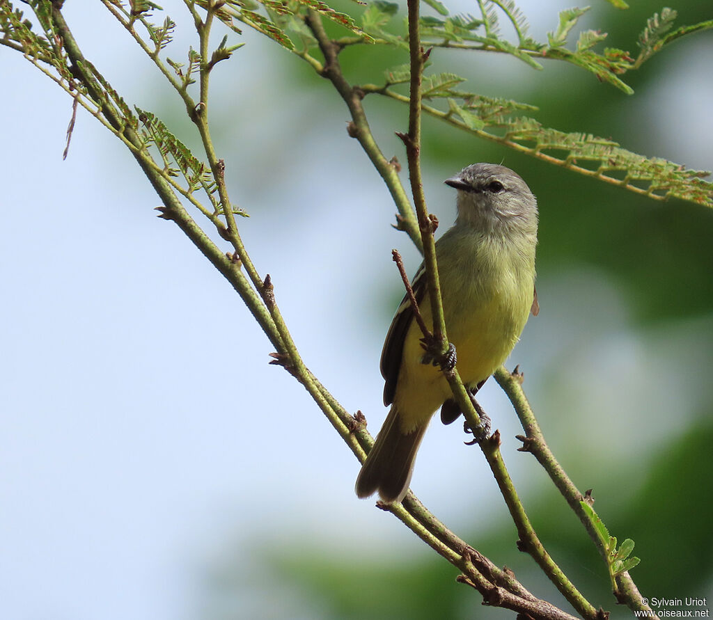 Yellow-crowned Tyrannuletadult