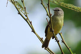 Yellow-crowned Tyrannulet