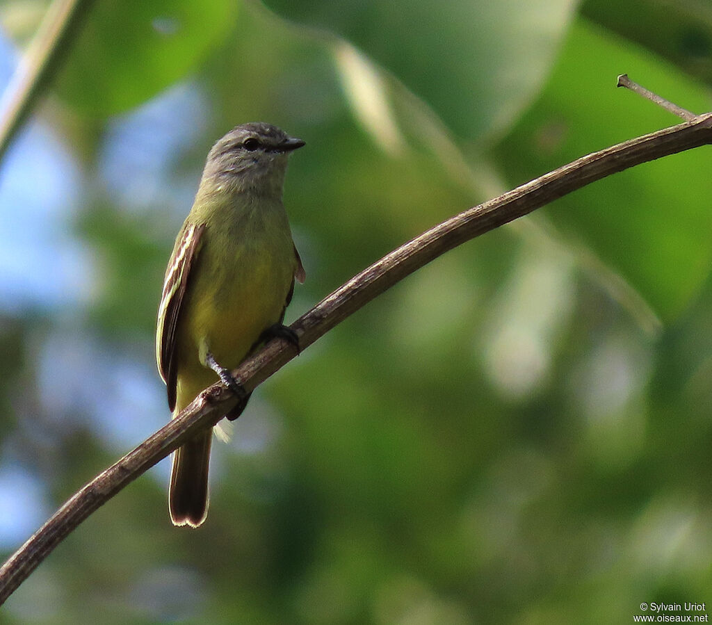 Yellow-crowned Tyrannuletadult