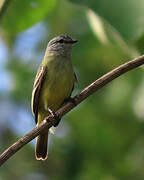 Yellow-crowned Tyrannulet