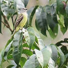 Tyranneau roitelet