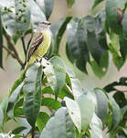 Tyranneau roitelet