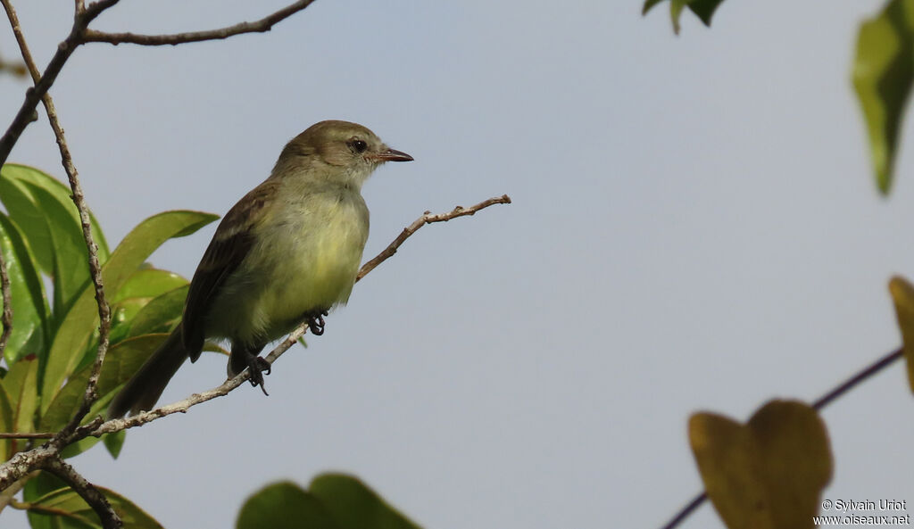 Mouse-colored Tyrannulet