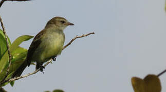 Mouse-colored Tyrannulet