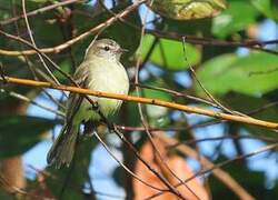 Mouse-colored Tyrannulet