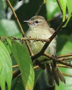 Southern Mouse-colored Tyrannulet