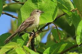 Mouse-colored Tyrannulet