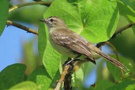 Southern Mouse-colored Tyrannulet