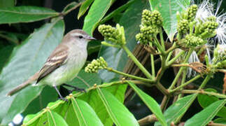 Mouse-colored Tyrannulet