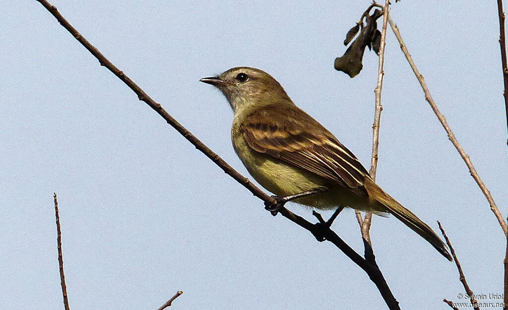 Southern Mouse-colored Tyrannulet