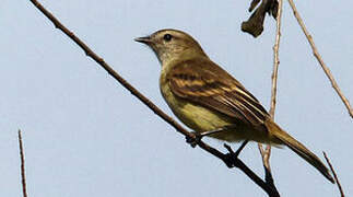 Mouse-colored Tyrannulet