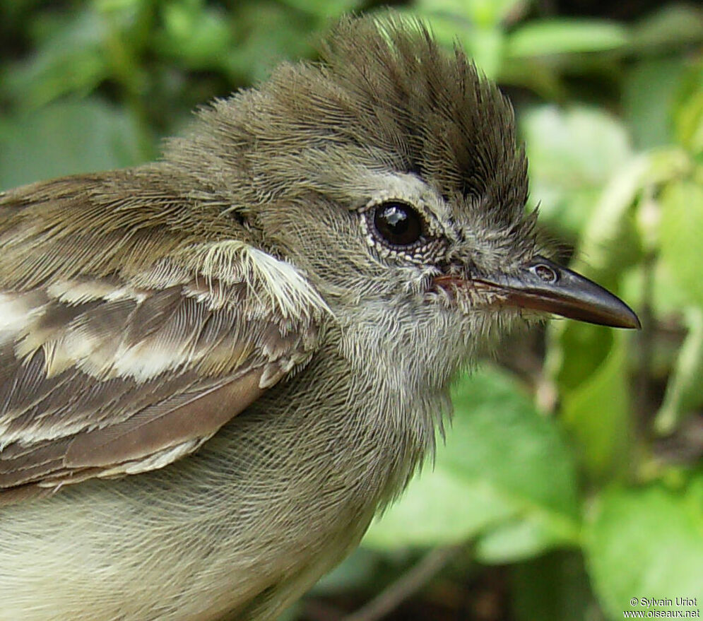 Mouse-colored Tyrannulet