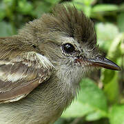 Mouse-colored Tyrannulet