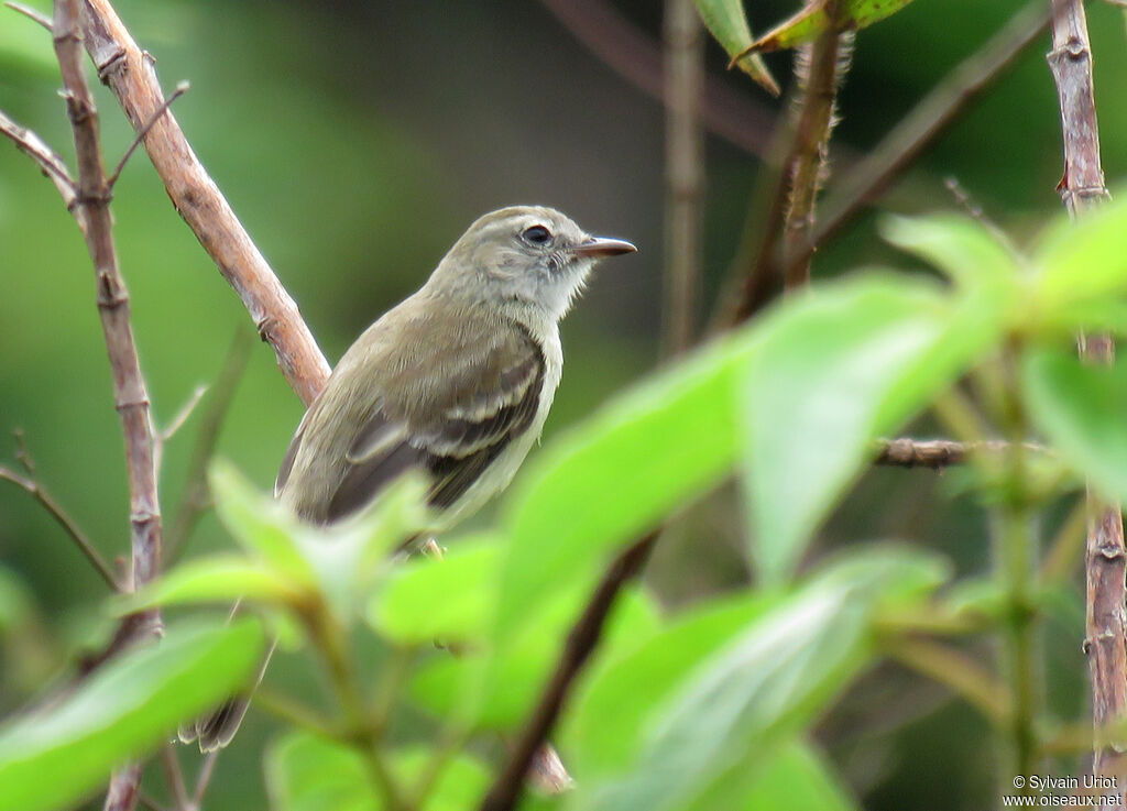 Mouse-colored Tyrannulet