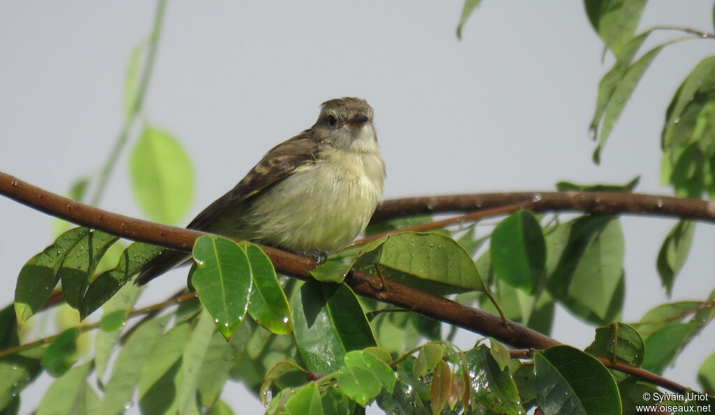 Southern Mouse-colored Tyrannulet