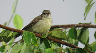 Southern Mouse-colored Tyrannulet