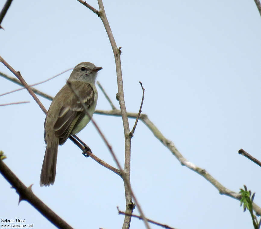 Tyranneau souris, identification