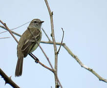 Southern Mouse-colored Tyrannulet