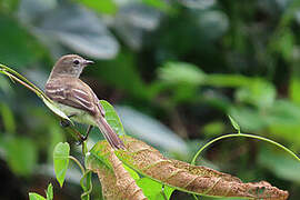 Southern Mouse-colored Tyrannulet