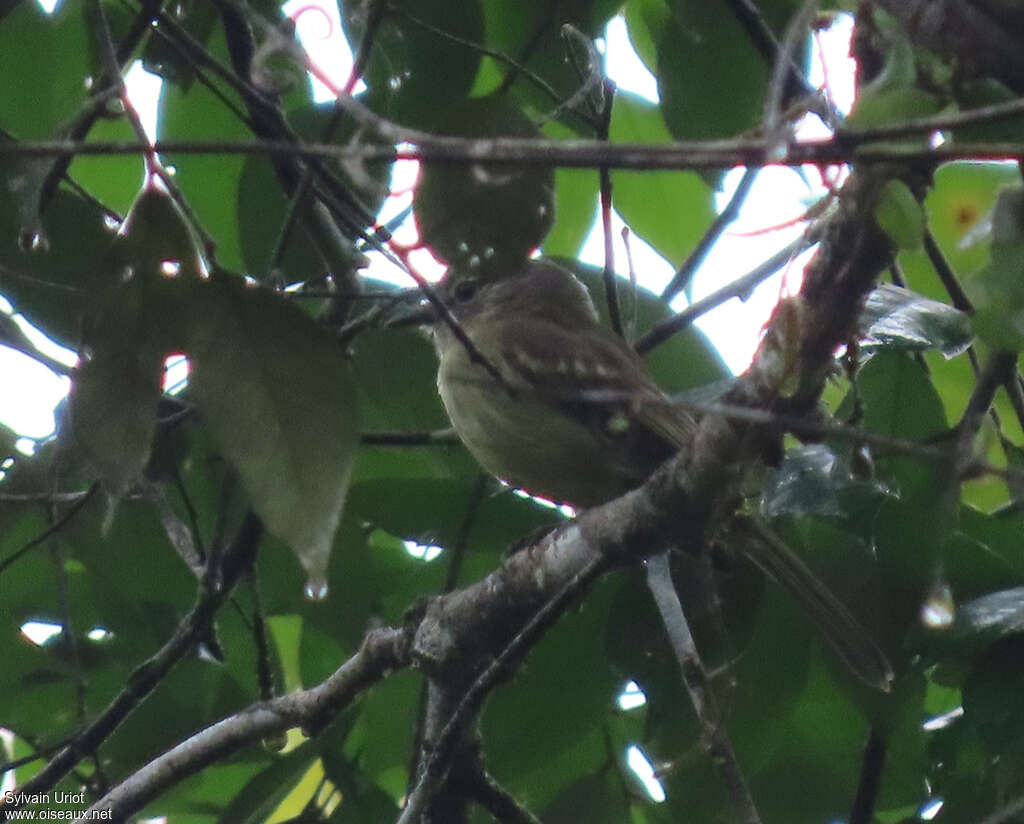 Olive-green Tyrannulet, identification