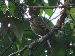 Olive-green Tyrannulet