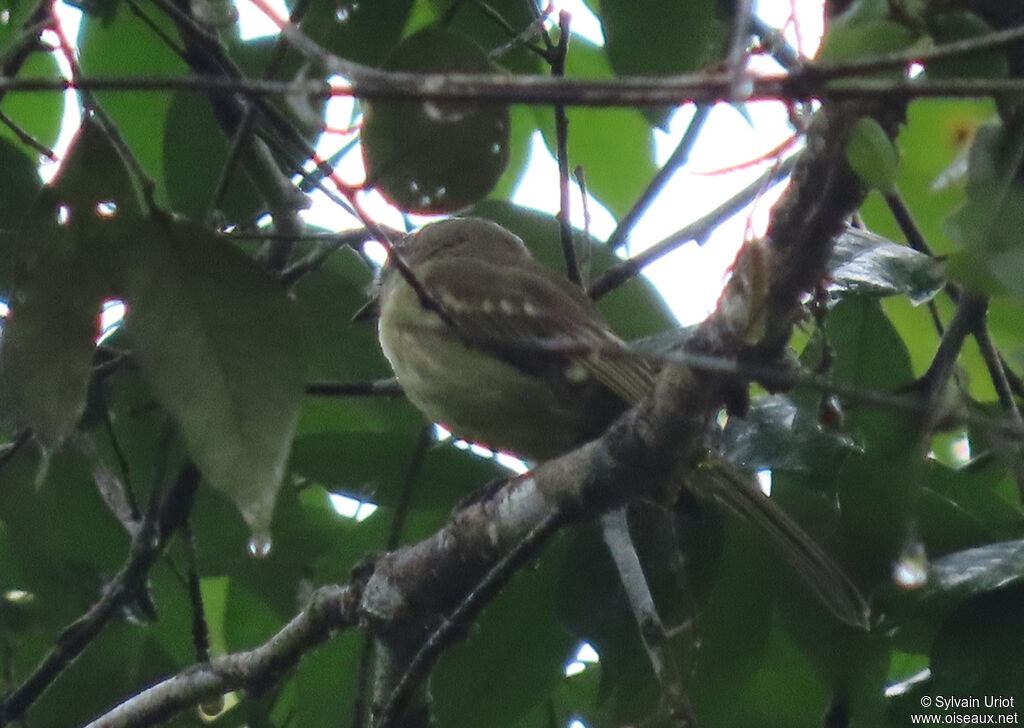 Olive-green Tyrannulet