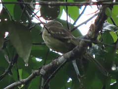 Olive-green Tyrannulet