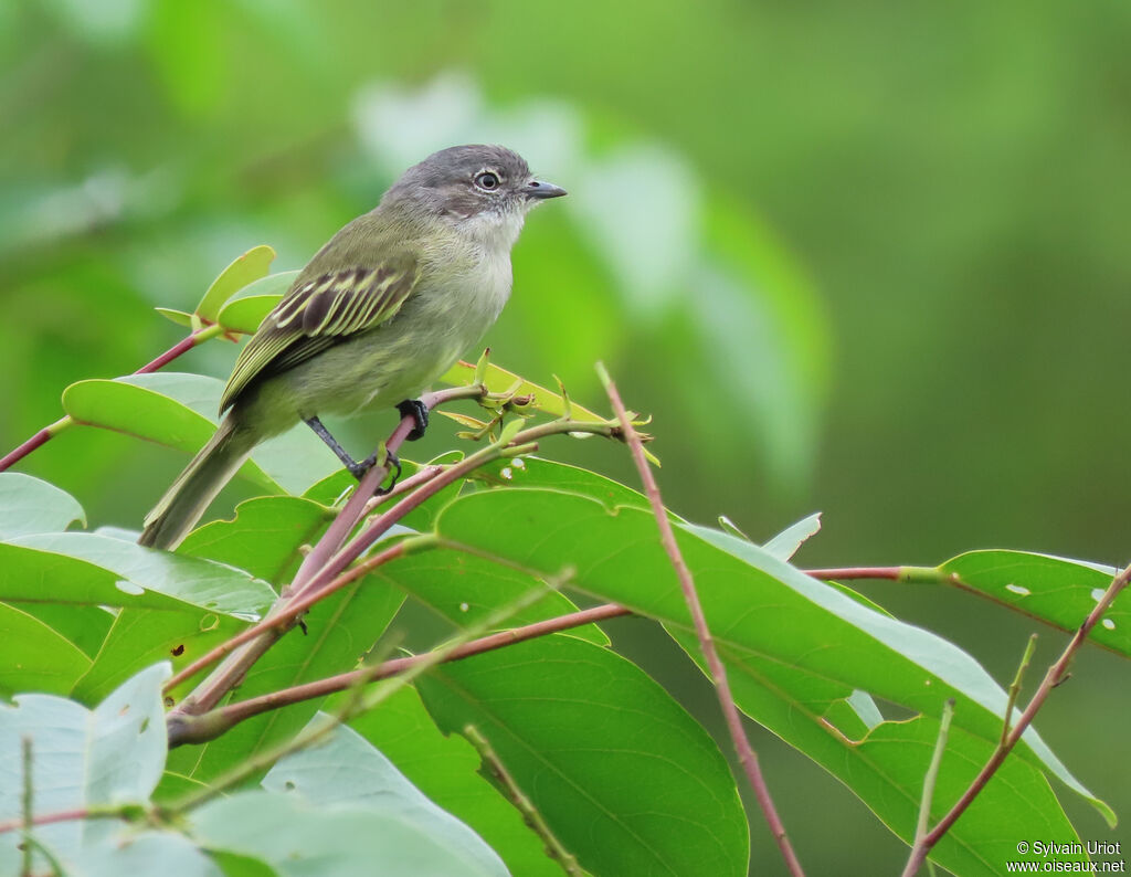 Guianan Tyrannuletadult