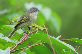 Guianan Tyrannulet