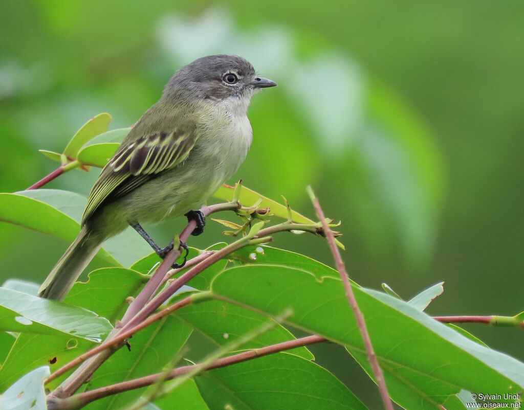 Guianan Tyrannuletadult