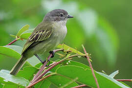 Guianan Tyrannulet