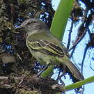 Tyranneau vif