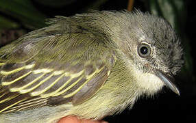 Guianan Tyrannulet