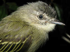 Guianan Tyrannulet