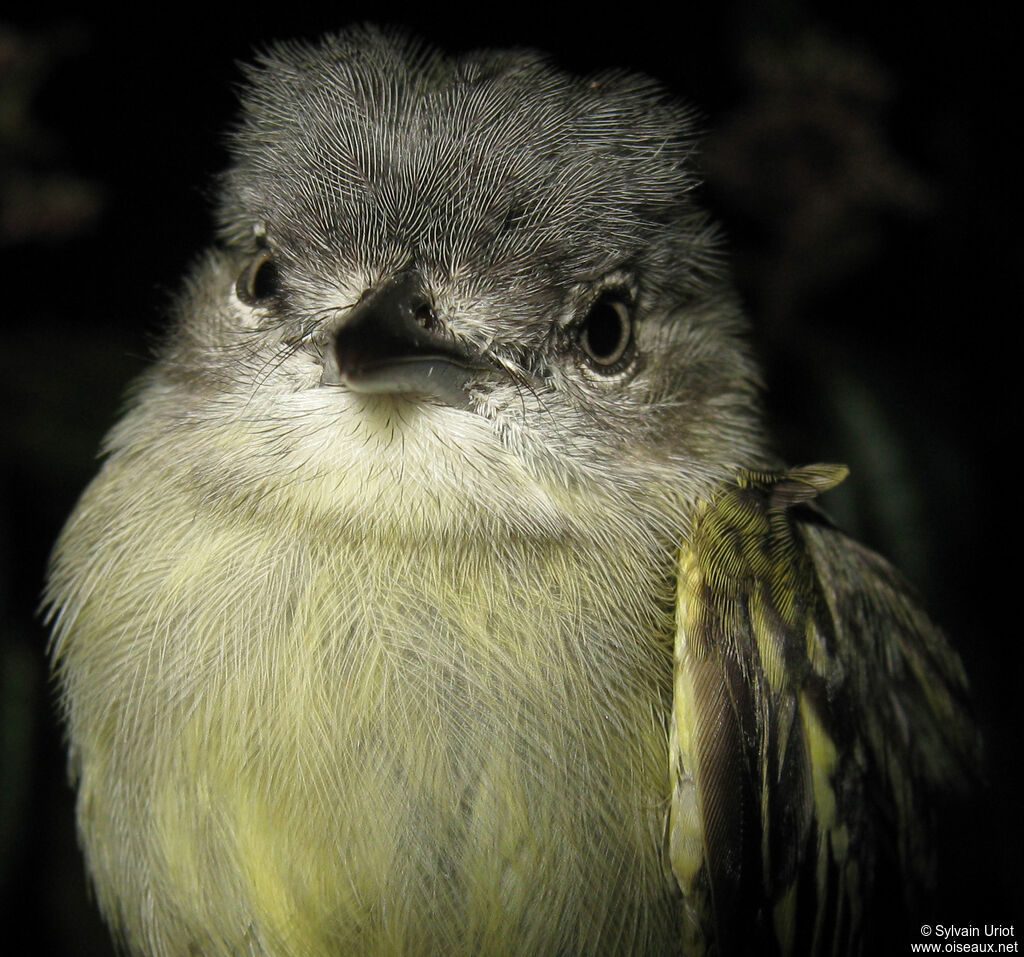 Guianan Tyrannulet