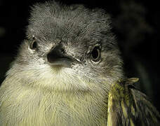 Guianan Tyrannulet